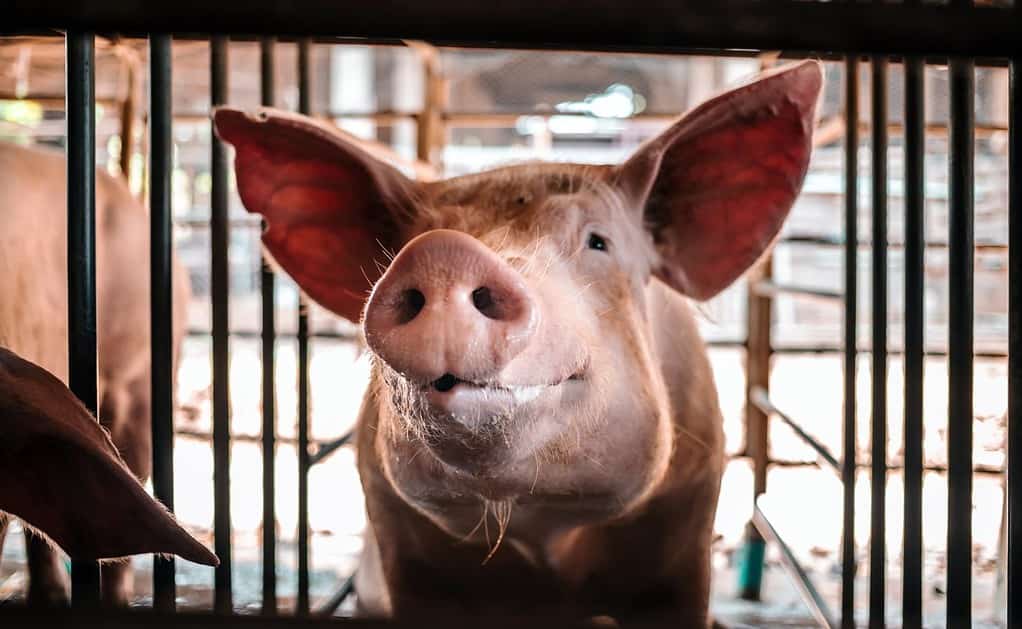 Ritratto di simpatico maiale allevatore con il muso sporco, primo piano del muso del maiale. Grande maiale in una fattoria in un porcile, giovane grande maiale domestico in stalla