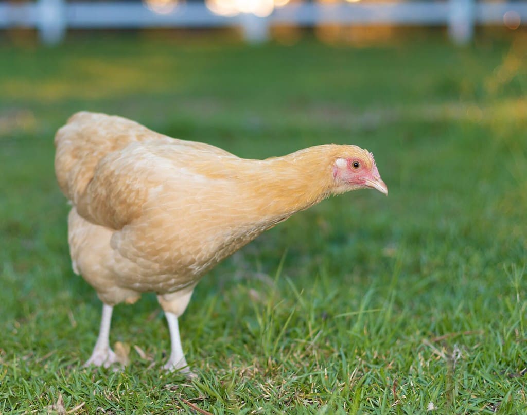 Gallina giovane di colore giallo e arancione che si trova su un campo erboso nella Carolina del Nord.