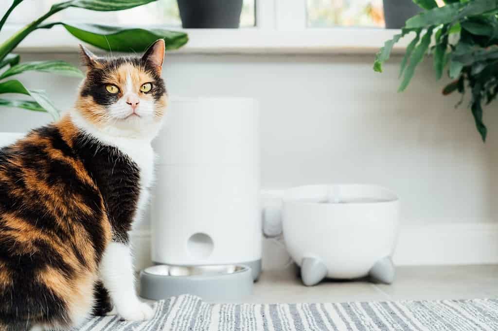 Gatto multicolore ben nutrito in attesa di cibo vicino a un gadget intelligente con fontana d'acqua e distributore di cibo secco in un accogliente interno domestico.  Vita domestica con animali domestici.  Concetto di dieta sana per alimenti per animali domestici.  Messa a fuoco selettiva