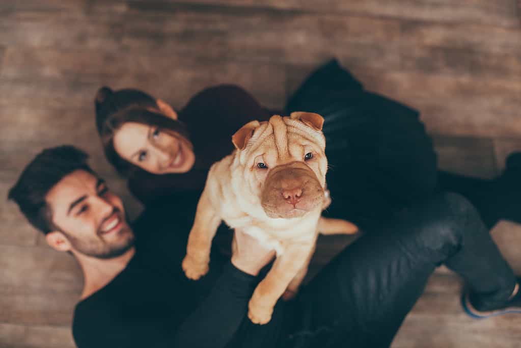 Coppia felice che tiene il cucciolo di Shar Pei
