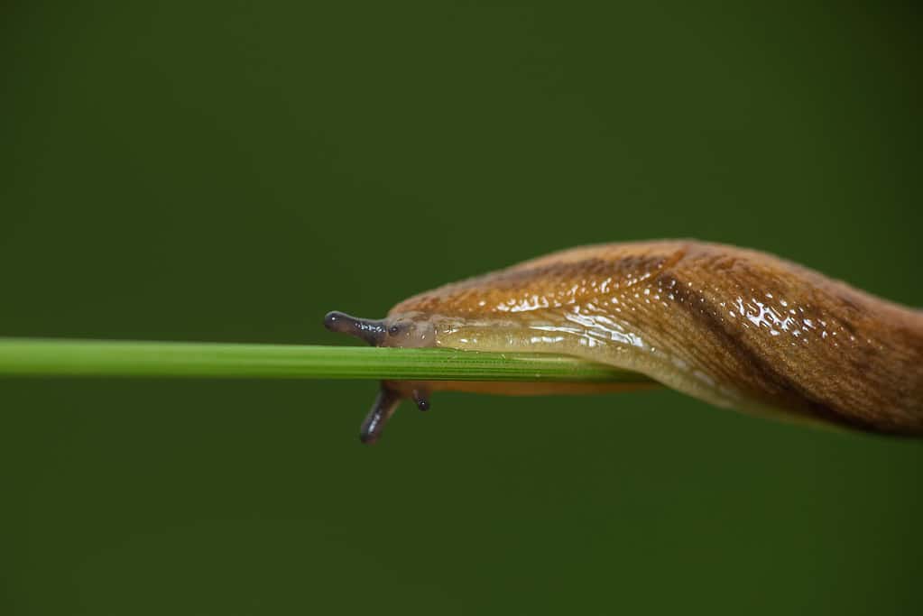 Animale di lumaca sul gambo dell'erba con sfondo blured. Foto macro