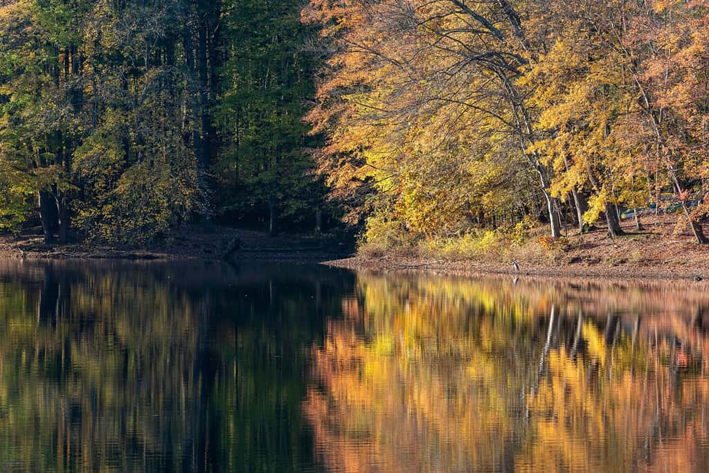 Il fogliame autunnale si illumina alla luce del primo mattino lungo il fiume Patuxent nell'area ricreativa di Scotts Cove, nel Maryland.