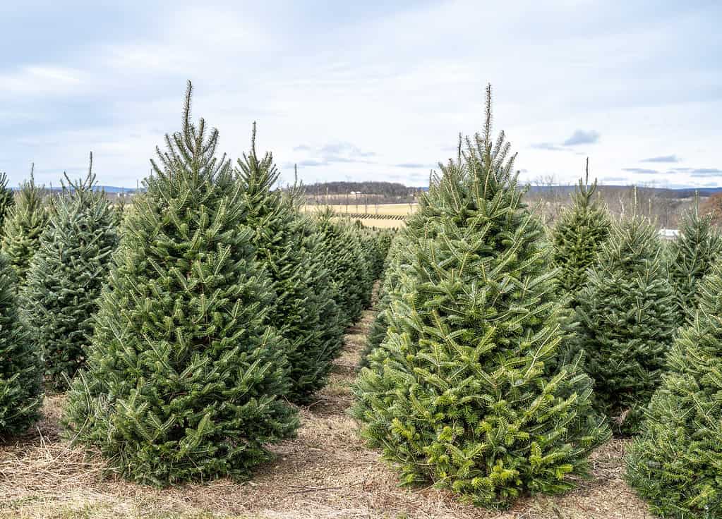 Abete di Fraser, albero di Natale, fattoria, agricoltura, campo agricolo