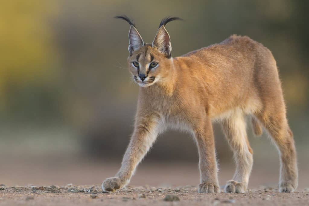  Quanto sono grandi i gatti Caracal?  Grafico di crescita e progressione per età

