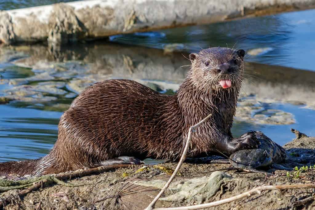 Giovane fiume nordamericano, lontra settentrionale o comune trovata in un canale di stagno tipo lago di ritenzione di proprietari di case locali a Coral Springs, Florida, dalle Everglades di Miami / Contea di Broward