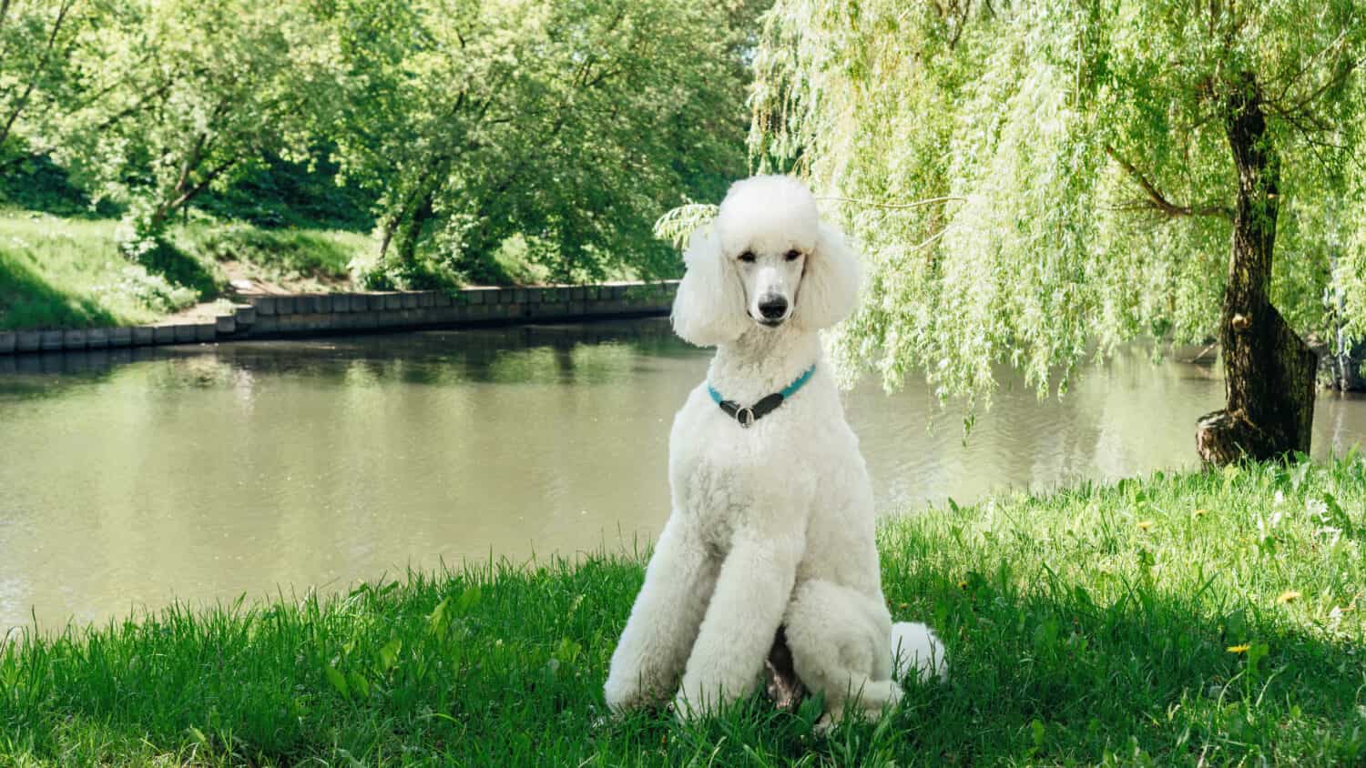 Un barboncino bianco standard di razza pura si siede su un prato verde e attende il comando di addestramento.  Toelettatura impeccabile del soffice pelo del barboncino reale.  Grande cane bianco domestico con collare.