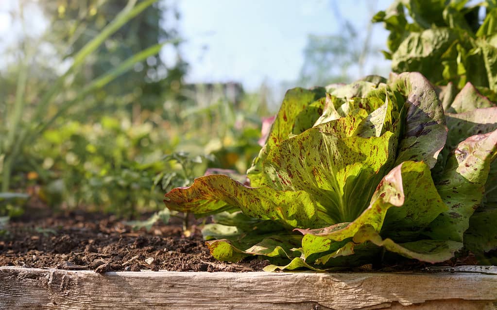 Lattuga lentigginosa in giardino in una giornata estiva