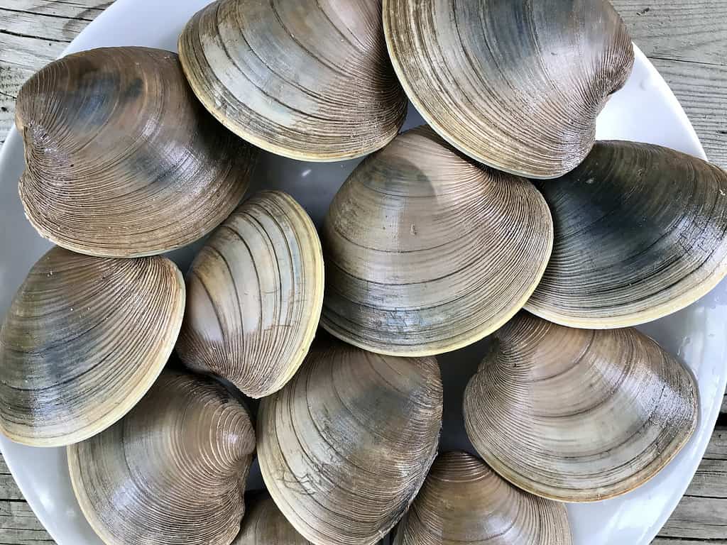 Vongole Cherrystone (Mercenaria mercenaria)