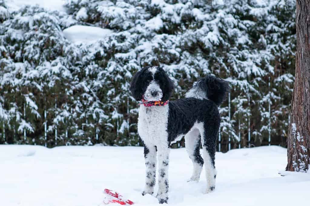 Sheepadoodle che gioca nella neve con una palla