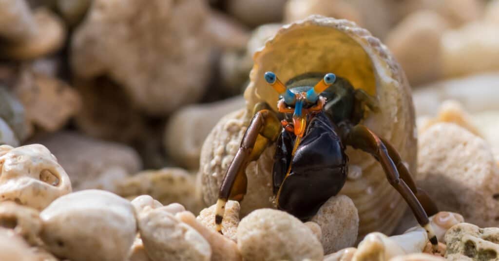 I più grandi granchi eremiti - Granchio eremita nano