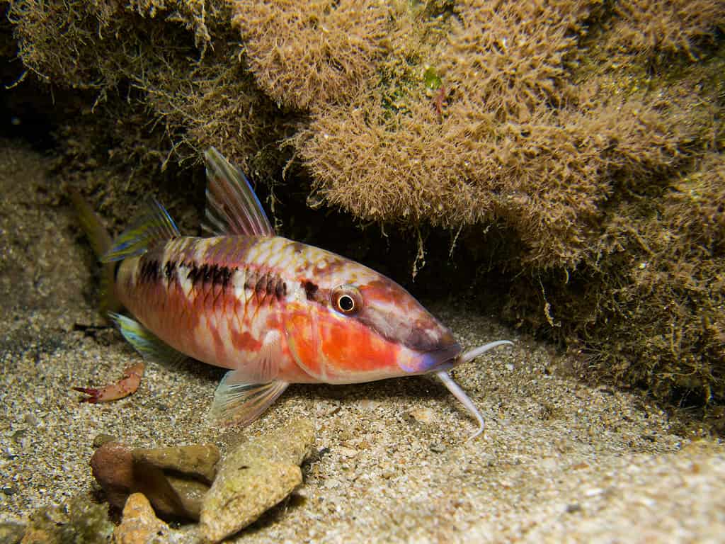 Primo piano di un pesce di capra