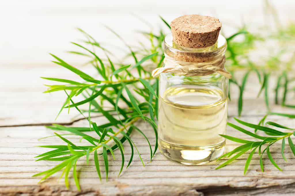 ramoscello di tea tree fresco e olio essenziale sulla tavola di legno