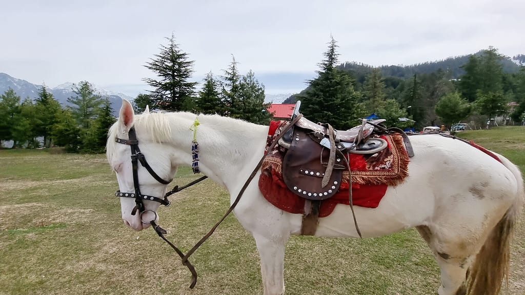 Camarillo White Horse (Equus caballus) in piedi a Shogran, Pakistan
