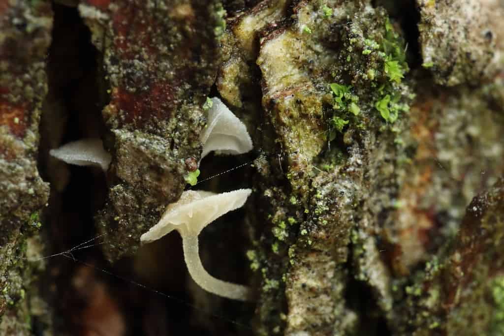 Macro di Mycena adscendens all'interno della fessura nella corteccia ricoperta di muschio e licheni di un albero bagnato