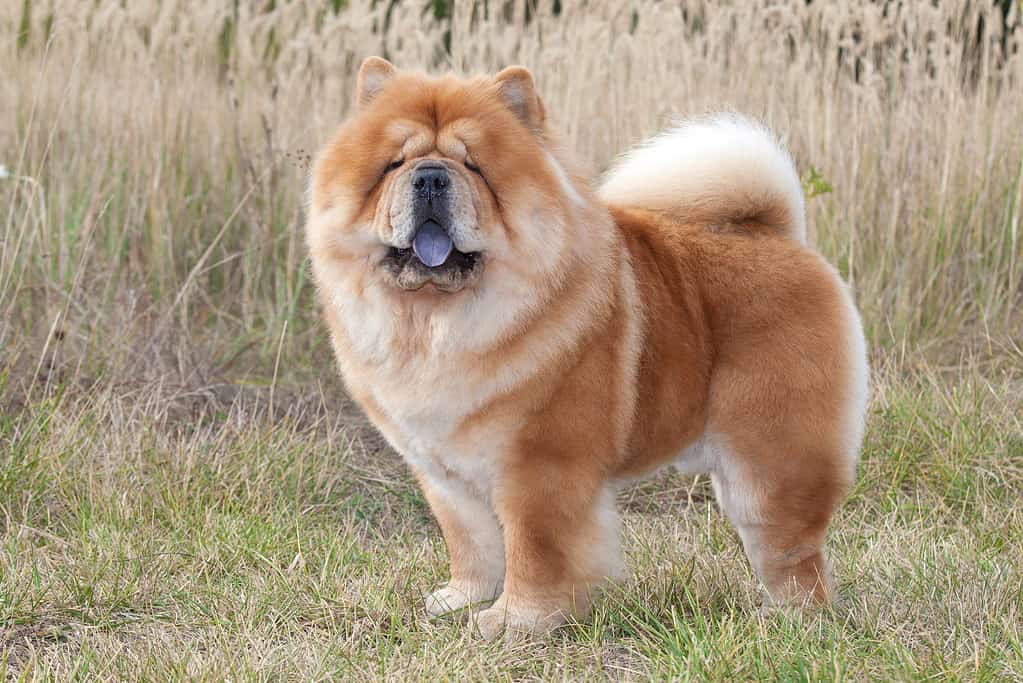 Chow Chow di cane di razza pura