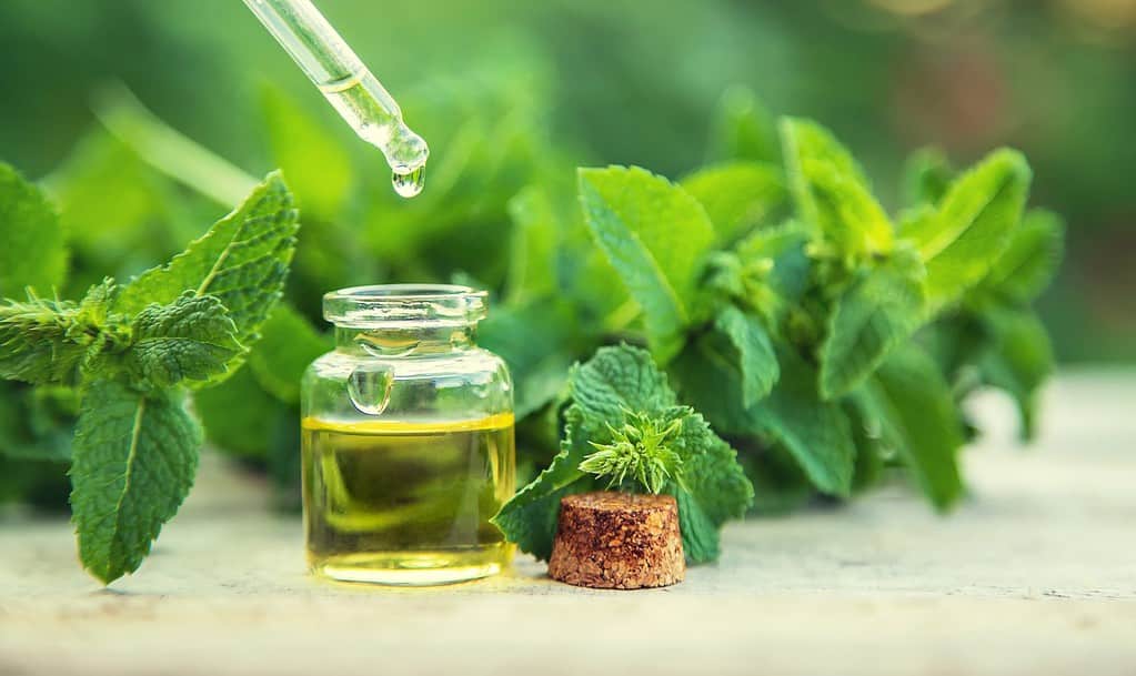 Olio essenziale di menta piperita in una piccola bottiglia. Messa a fuoco selettiva. natura.