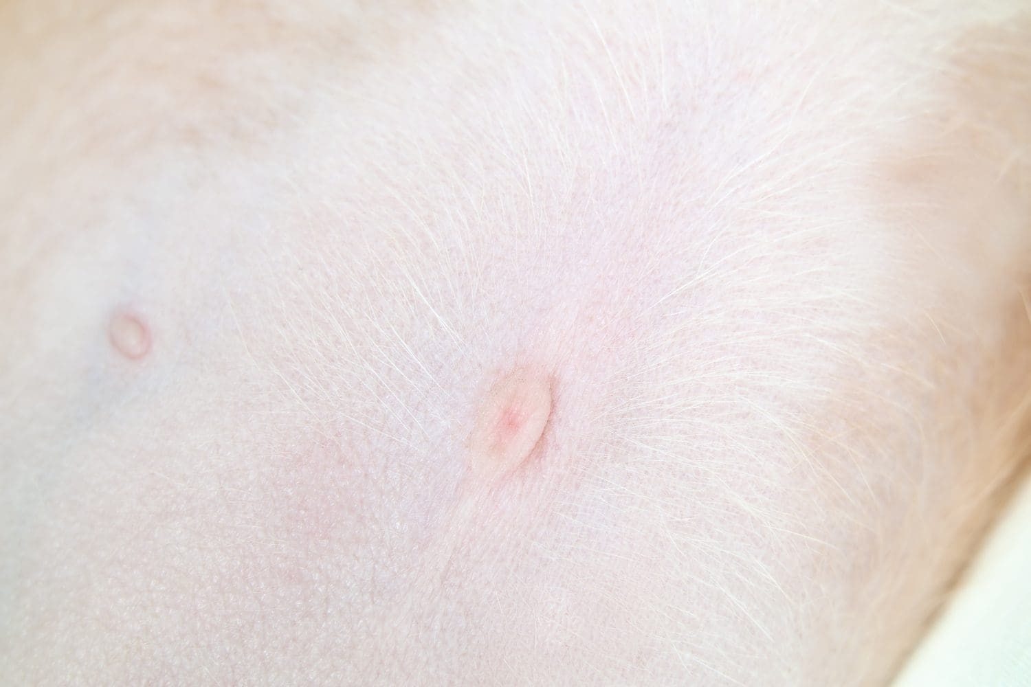 Ombelico del cucciolo, primo piano.  Ombelico rosa tenue astratto del cucciolo di cane che dorme con la pancia esposta.  9 settimane, razza mista Boxer Pitbull femmina.  Messa a fuoco selettiva.