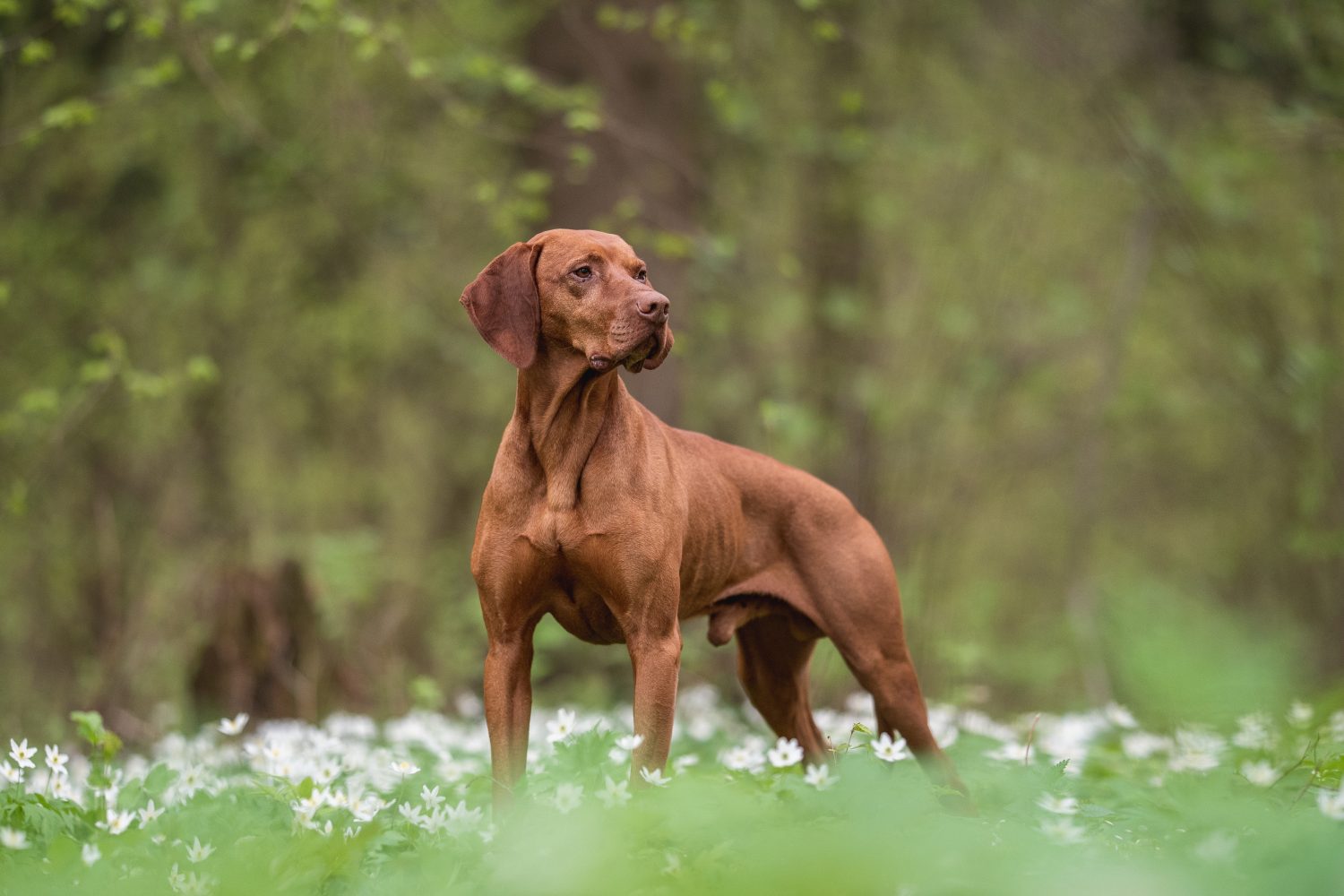 Un cane maschio ungherese Vizsla in piedi tra fiori bianchi sullo sfondo di una lussureggiante foresta primaverile.  Guardando lontano