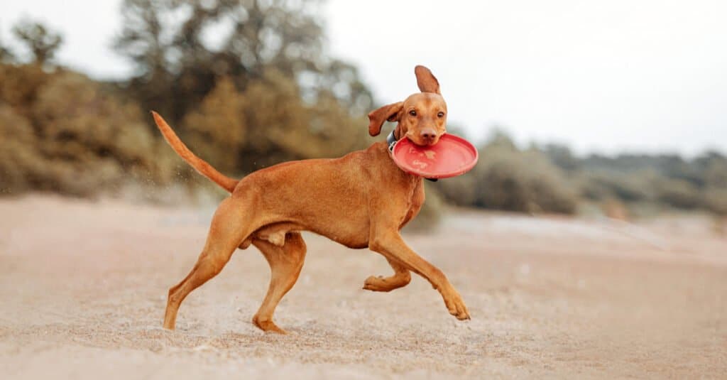 vizsla che gioca a frisbee sulla spiaggia