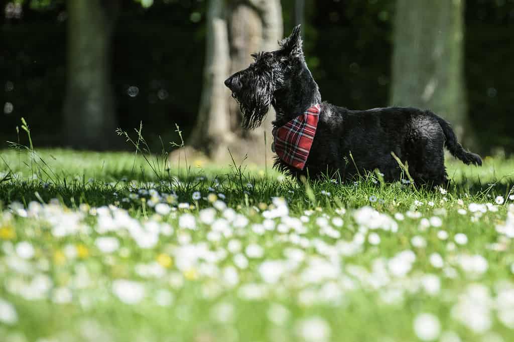 Cane maschio Scottish Terrier in un parco con erba e margherite