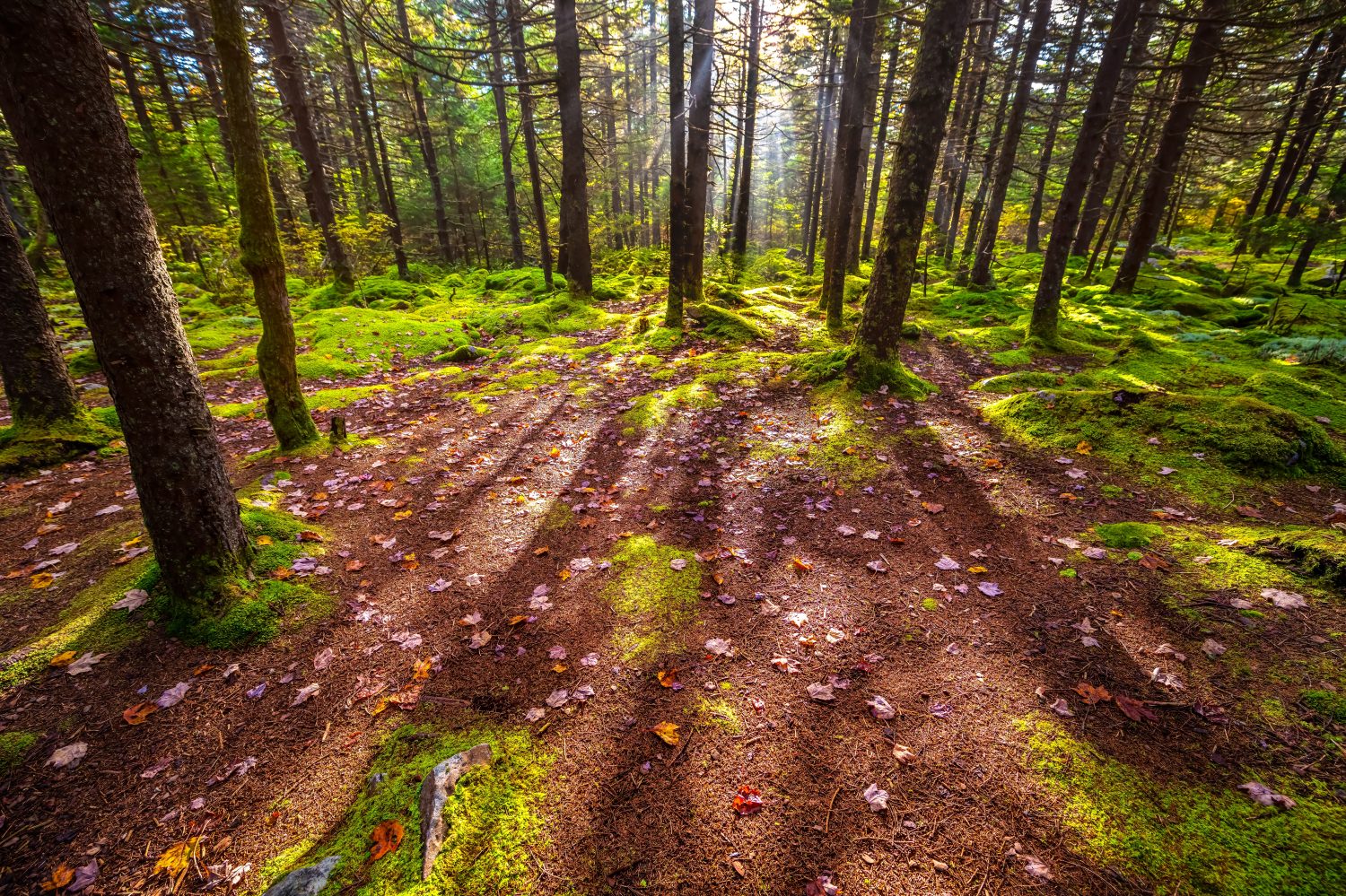 Alberi di conifere foresta di muschio verde che guarda dall'alto sul terreno muschioso con foglie autunnali cadute aghi di pino nel West Virginia Spruce Knob Huckleberry trail Monti Appalachi