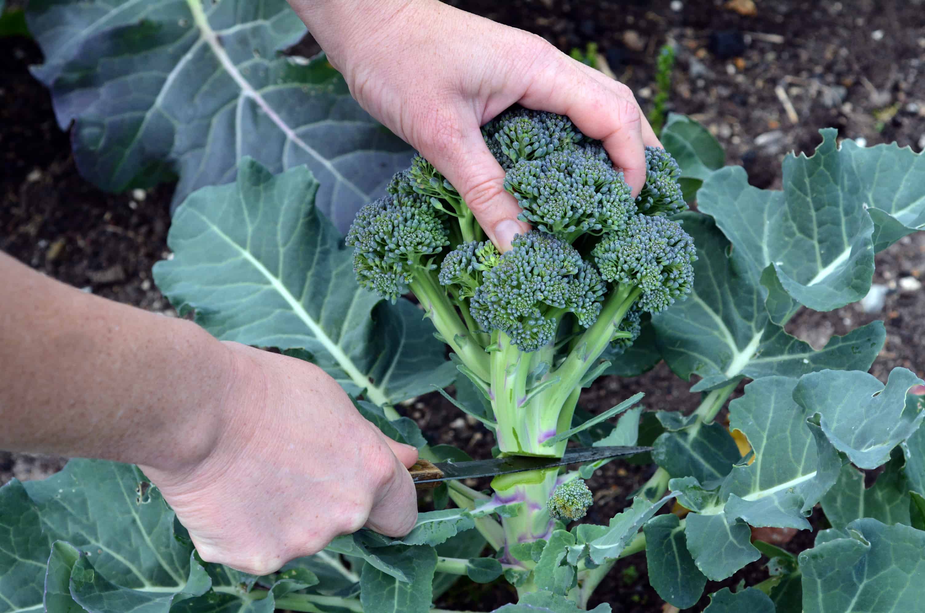 La persona passa a tagliare la pianta fresca di broccoli nel giardino di casa. Alimentazione sana, sostenibilità, super cibo, coltivazione di verdure, vegetariano, stile di vita. Nessuno. Copia spazio