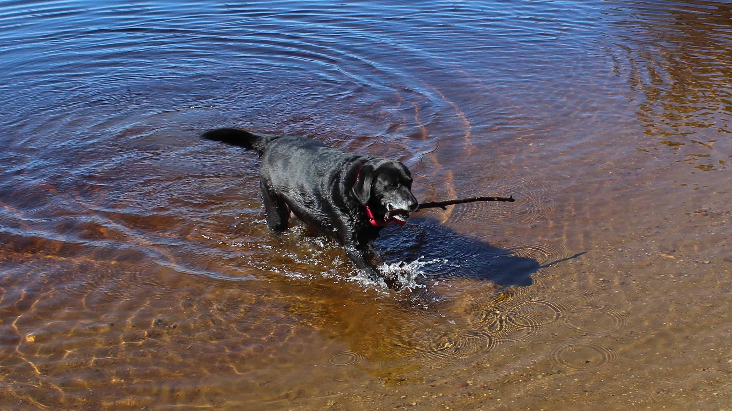 Labrador Retriever canadese o cane da acqua di San Giovanni
