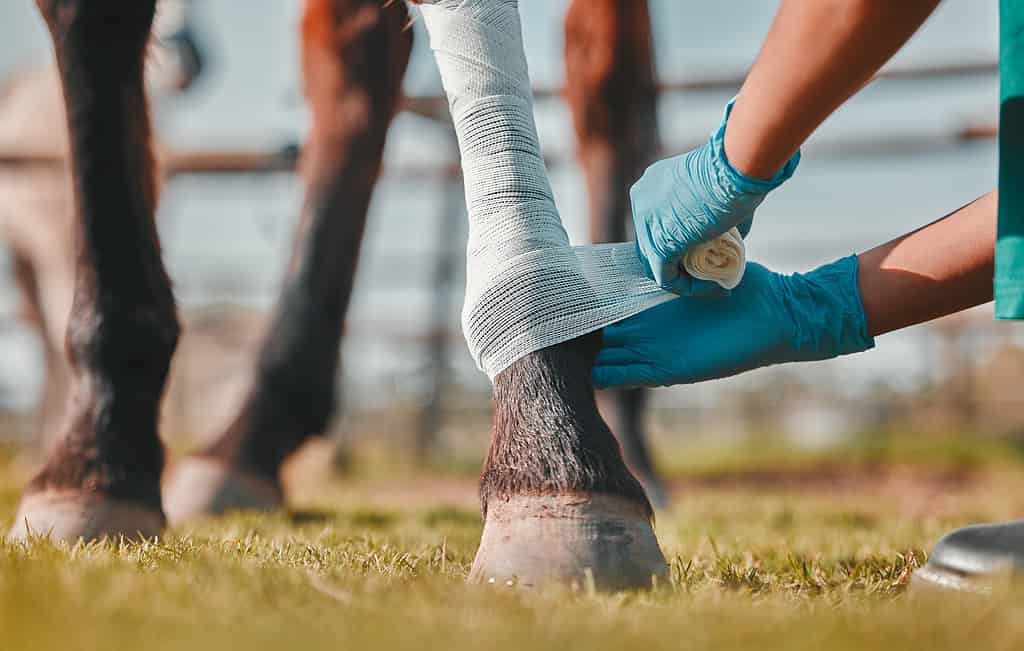 Cavallo, donna veterinaria e fasciatura sulle gambe all'aperto per lesioni, ferite o distorsioni in campagna. Mani di un medico, di un infermiere o di un veterinario con un animale per aiuto, guarigione e cure mediche in un ranch