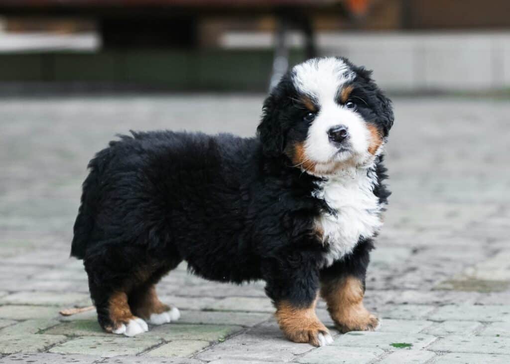 Cuccioli di Bovaro del Bernese