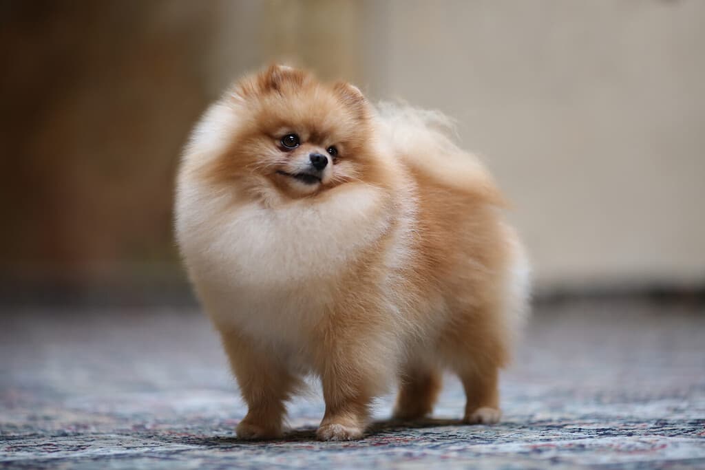 Campione dell'esposizione canina, cane ritratto della Pomerania