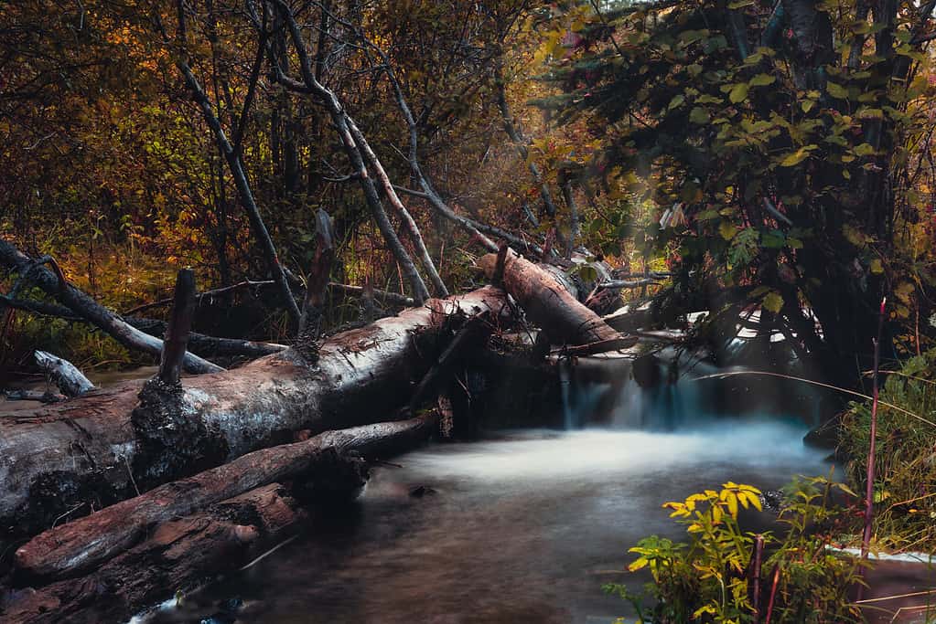 Piccolo fiume Colorado a Greer, Arizona. La foto è stata scattata all'ora d'oro del mattino