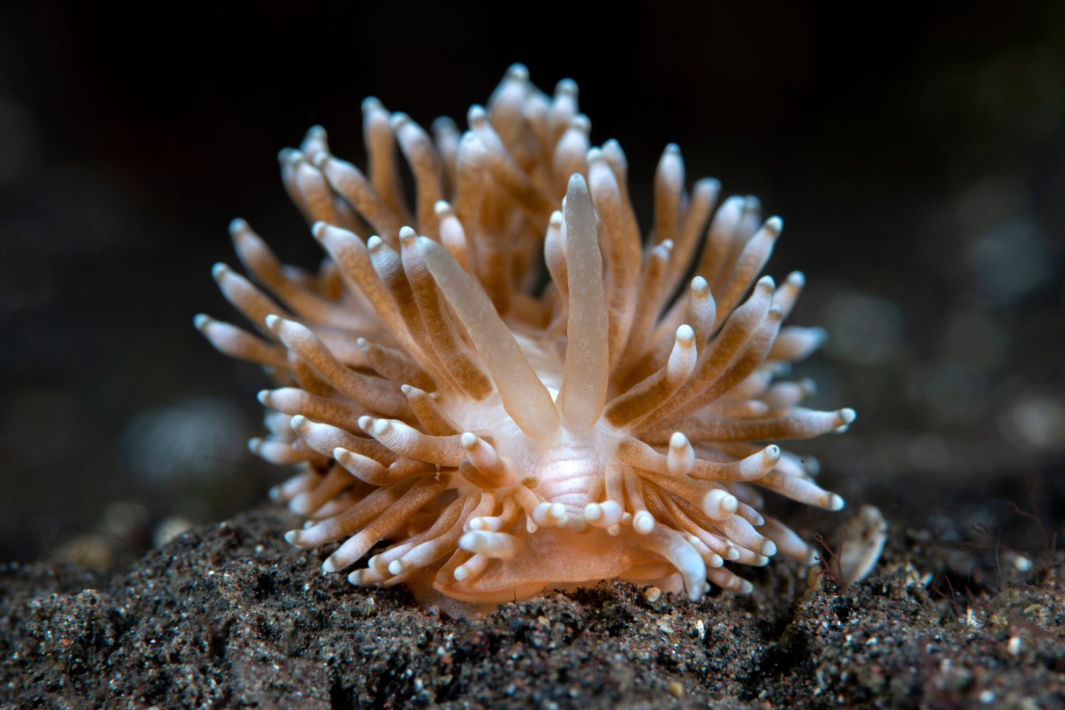 Nudibranco (lumaca di mare) - Phestilla goniophaga sul fondo del mare. Macro mondo sottomarino di Tulamben, Bali, Indonesia.