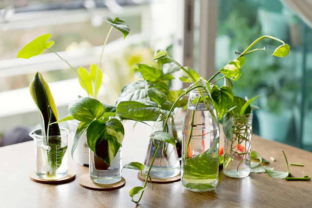 Pianta da arredamento per la casa nella propagazione dell'acqua. Propagazione dell'acqua per piante da interno.