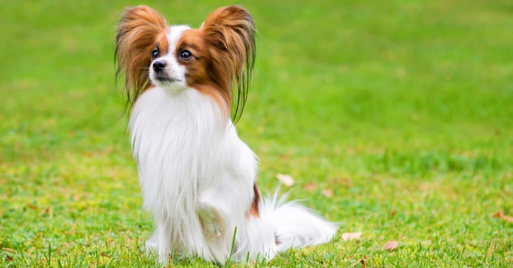 scatto regale di un Papillon nell'erba