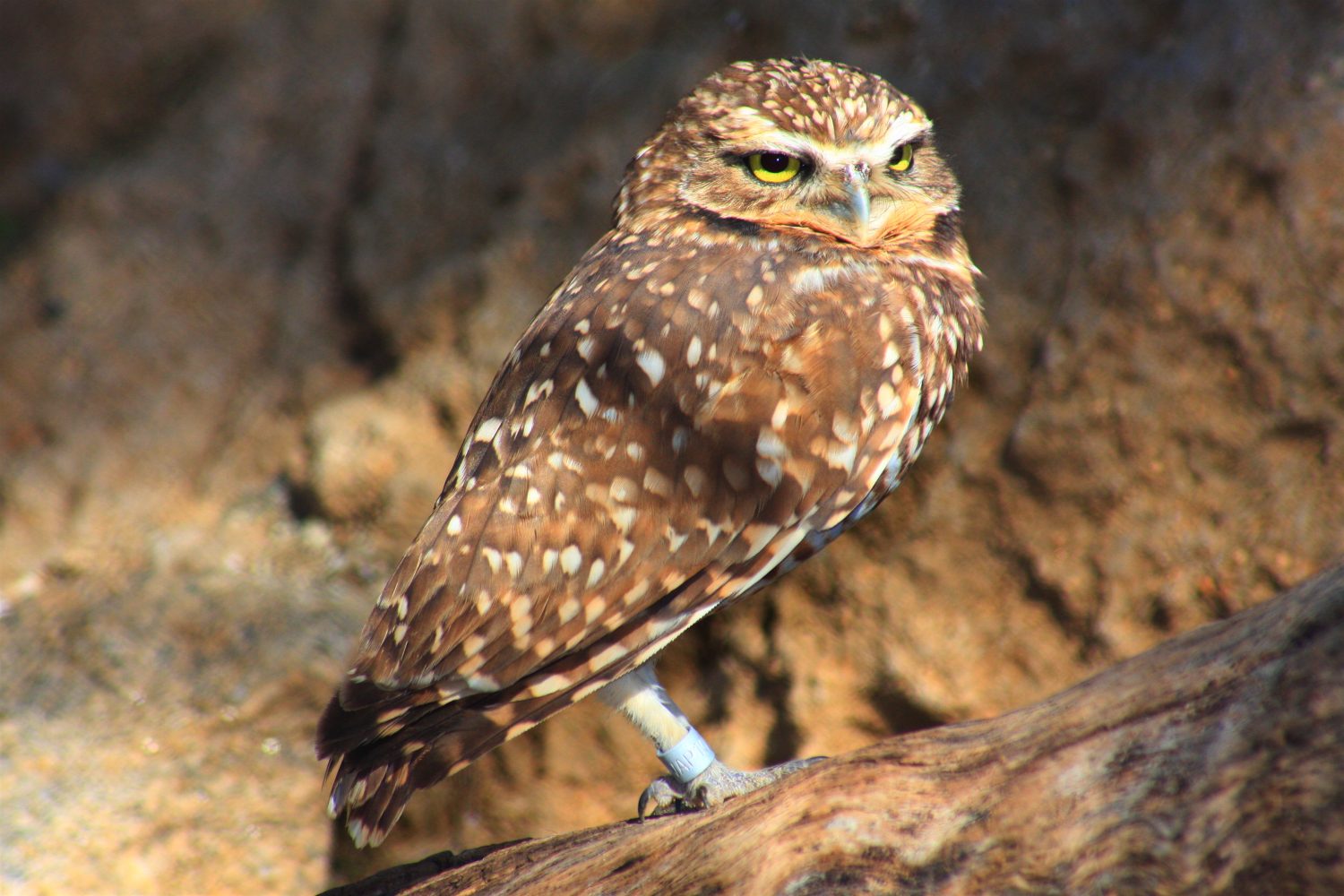 Gufo del prestito occidentale (Athene cunicularia hypugaea)