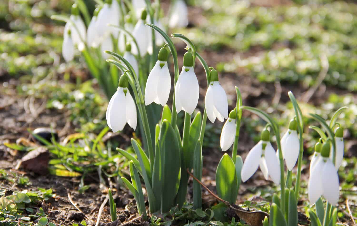Fiori di bucaneve o bucaneve comune (Galanthus nivalis). Bucaneve dopo che la neve si è sciolta. Nella foresta allo stato brado in primavera fioriscono i bucaneve.