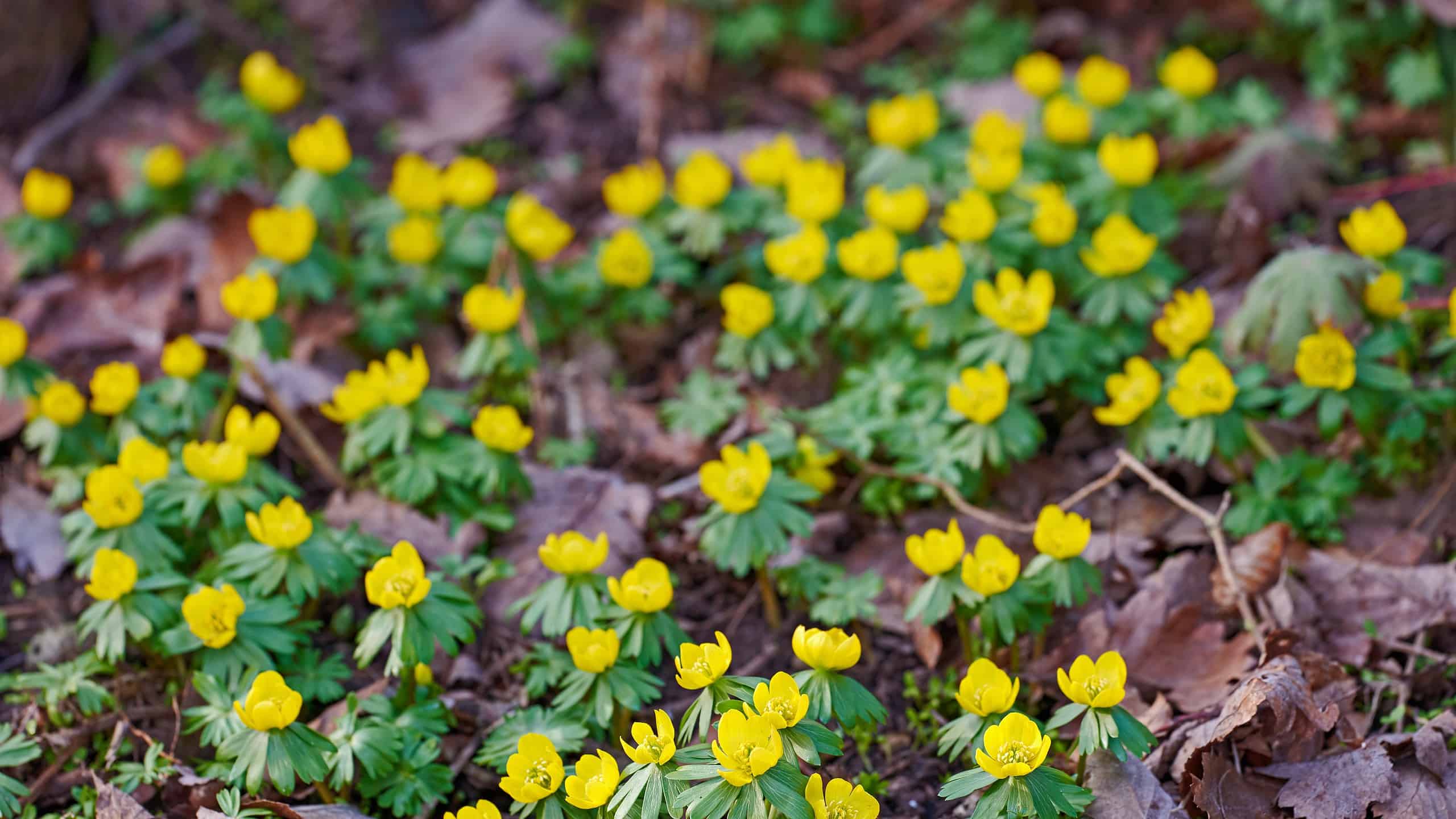 Bellissimi fiori gialli, colorati e graziosi che crescono in giardino in una soleggiata giornata primaverile fuori dall'alto. Primo piano di eranthis hyemalis o aconito invernale che fiorisce, fiorisce e fiorisce in natura