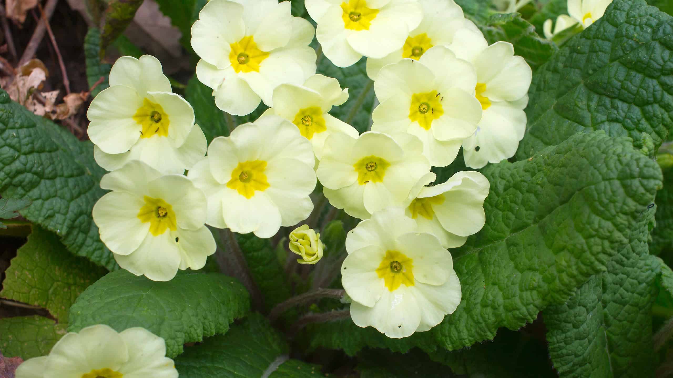 Primo piano delle fioriture della primula giallo pallido