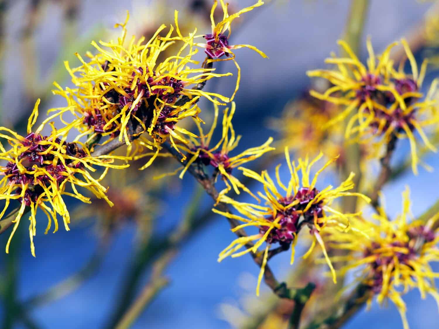 Infiorescenze gialle e bordeaux di Amamelide. Hamamelis in piena fioritura.