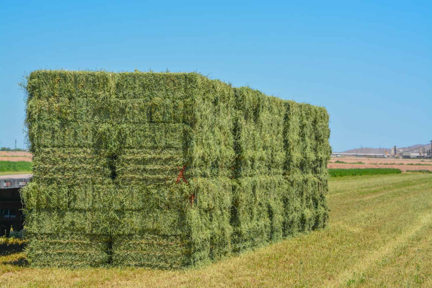 Fieno di erba medica, coltivato, imballato, pronto per essere spedito ai negozi di mangimi. Goodyear, contea di Maricopa, Arizona, Stati Uniti