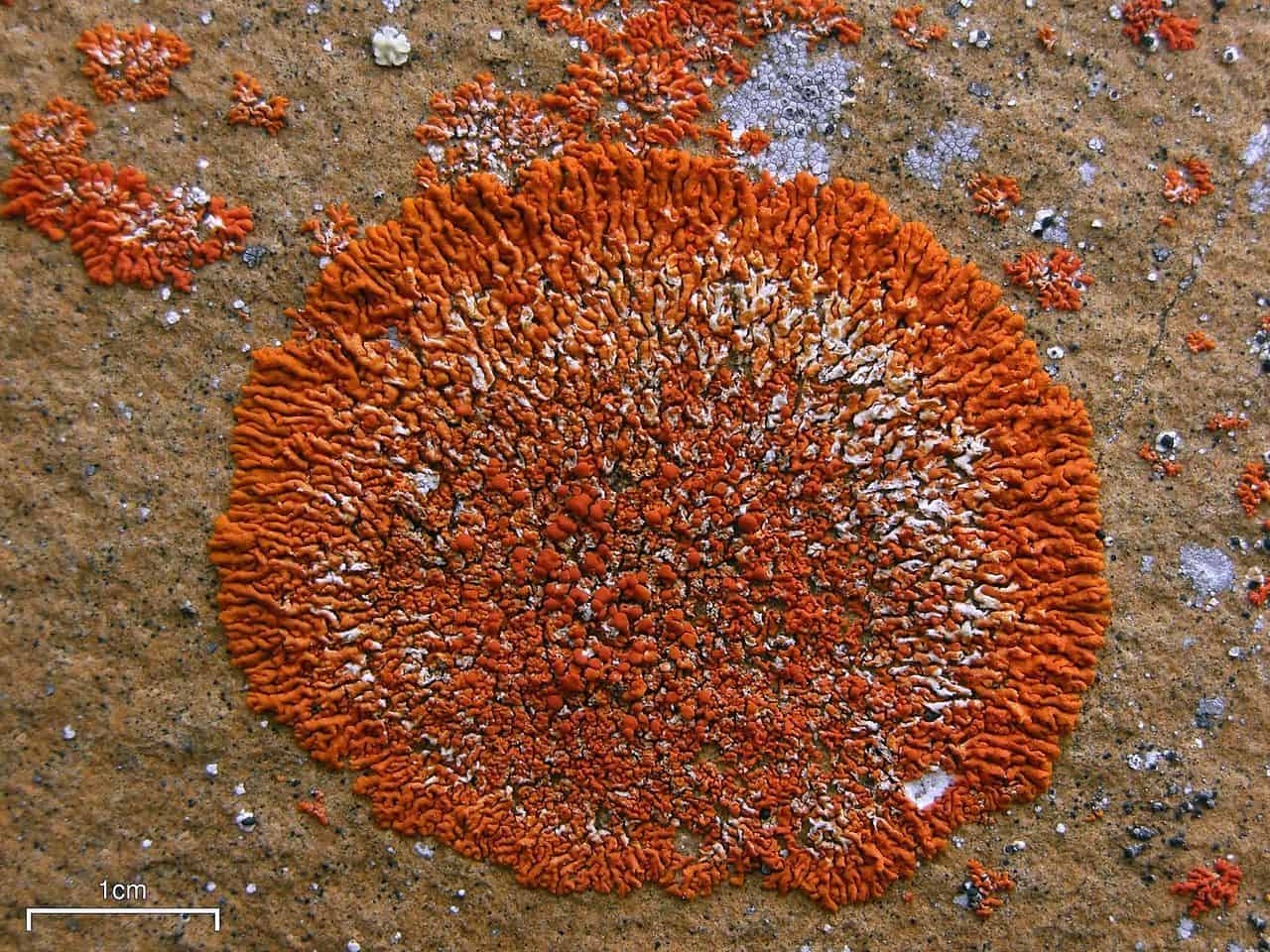 Psicofili