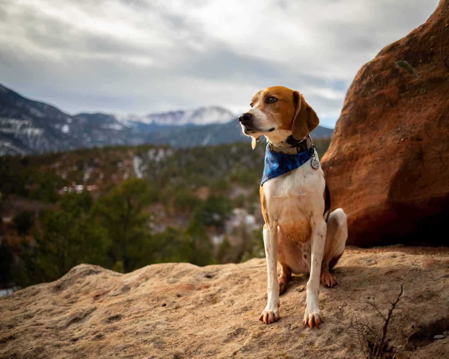 American Foxhound Dog Hiking nel deserto nel Giardino degli Dei Colorado