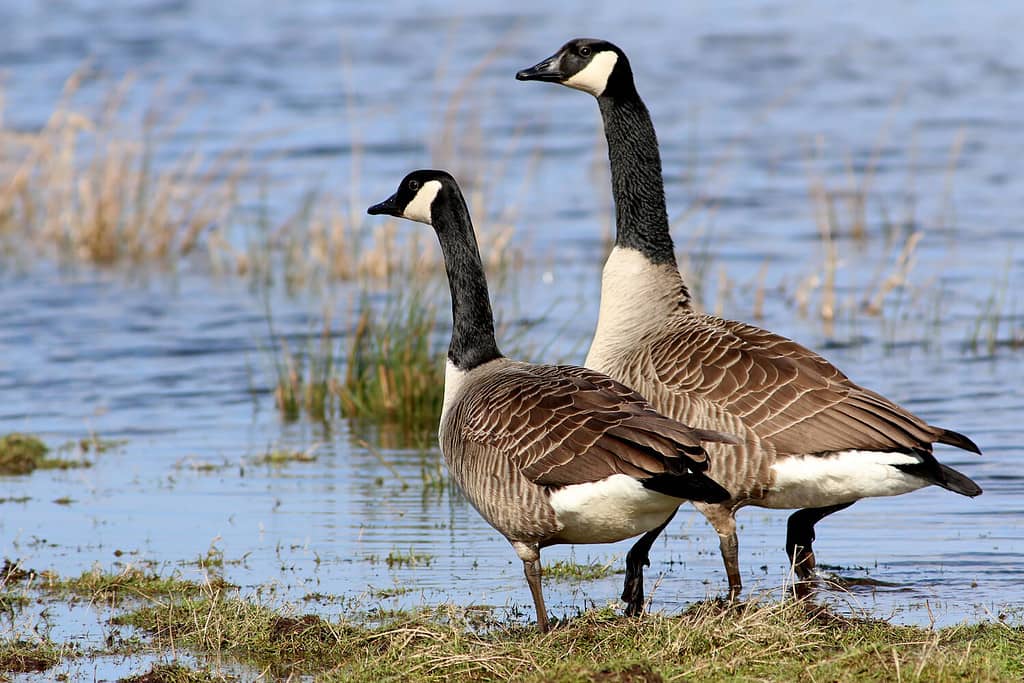Coppia di oche canadesi (Branta canadensis) sulla riva, un grande maschio e una femmina.