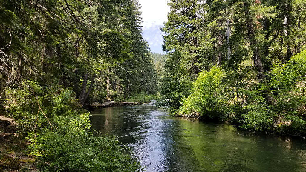 Fiume nella foresta