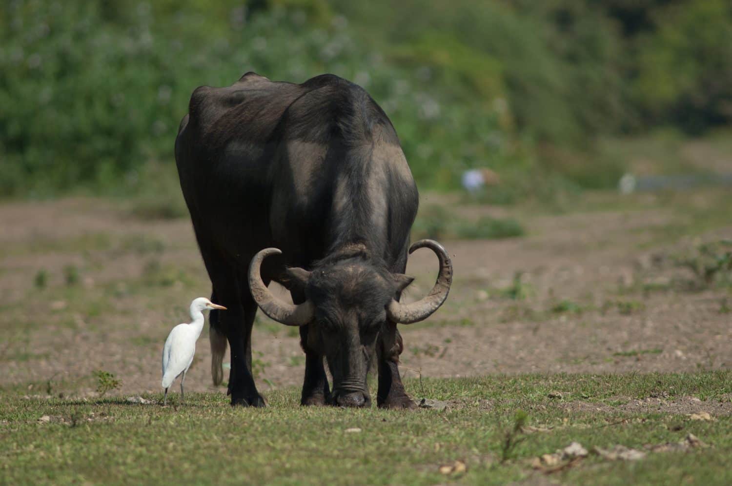 Bufalo indiano (Bubalus bubalis) al pascolo e airone guardabuoi (Bubulcus ibis). fiume Hiran. Sasan. Santuario di Gir. Gujarat. India.