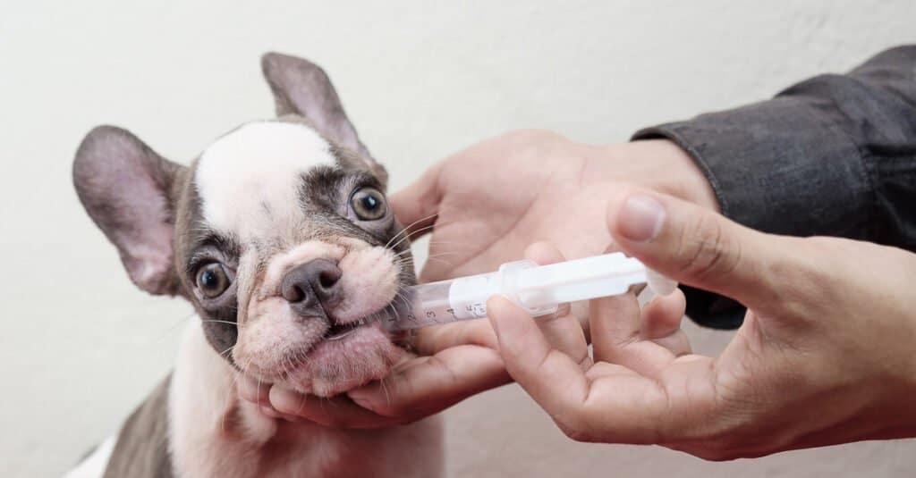 Apripillole per cani