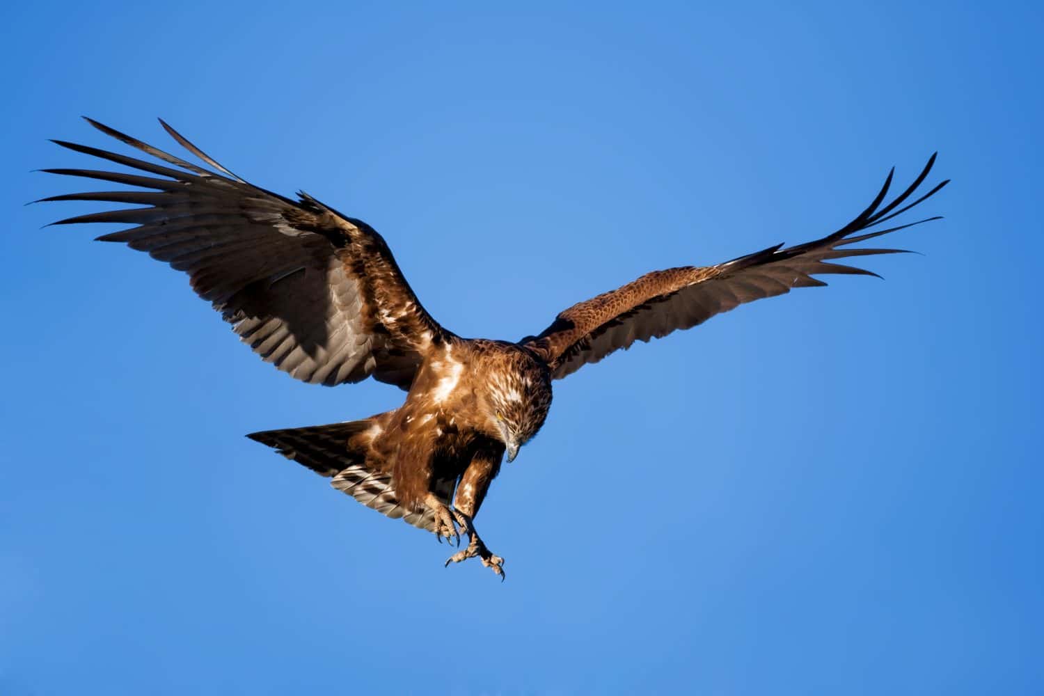 Aquila-serpente marrone che si tuffa sulla sua preda; circaetus cinereus; Sud Africa