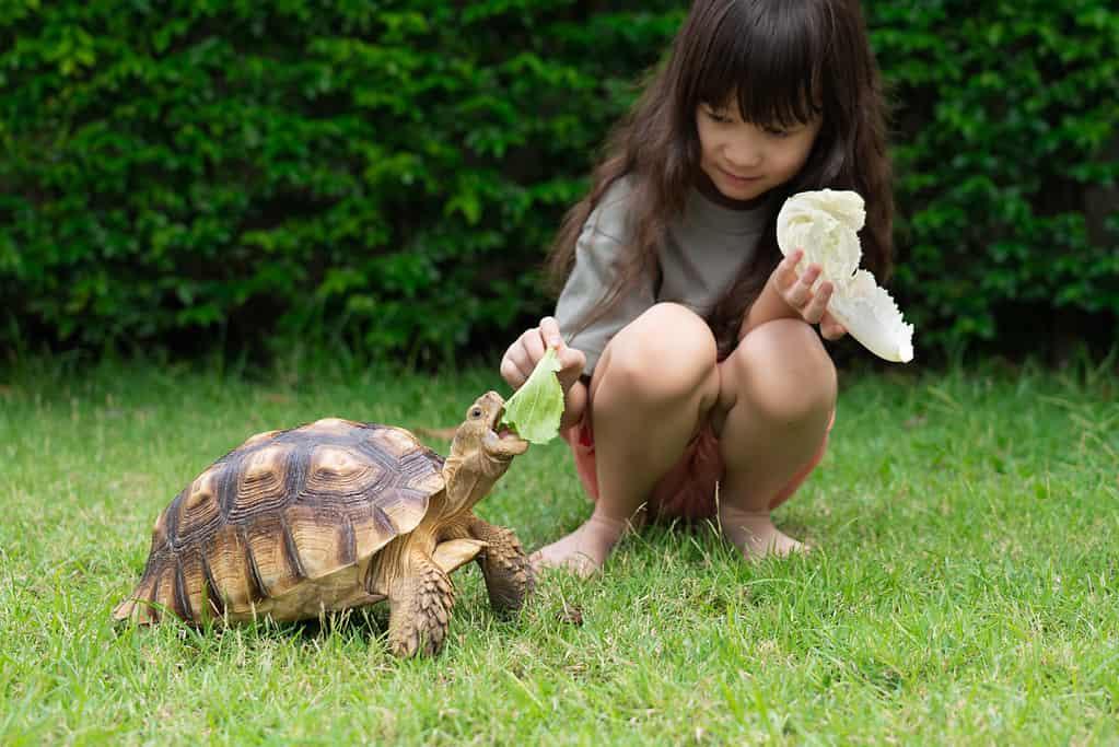 Carina ragazza asiatica seduta e alimentando le tartarughe con verdure sull'erba verde. Concetto Tartaruga (Centrochelys sulcata), animale domestico, caro amico. bambini che danno da mangiare agli animali