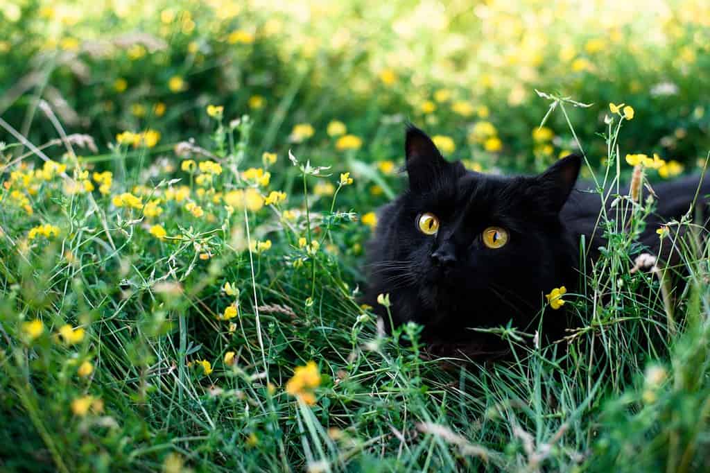 Un gatto nero si siede nell'erba con fiori gialli. cartolina per la giornata internazionale del gatto. posizione in cui inserire il testo.