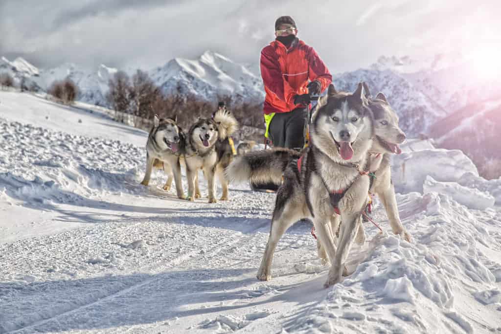 Corsa di cani da slitta Alaskan Malamute gara invernale sulla neve